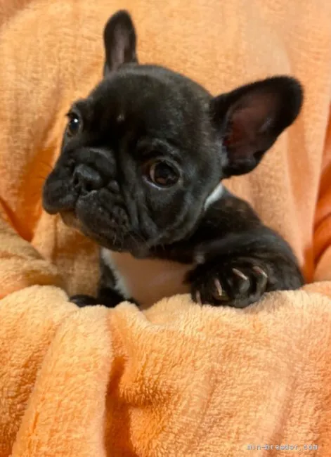 ID:2112-02944の子犬