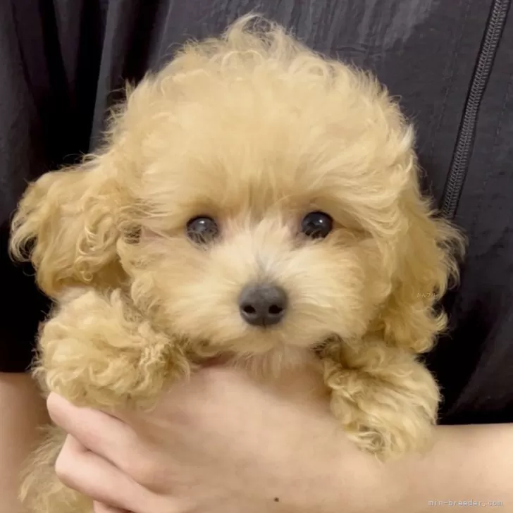 イチ 様のお迎えした子犬