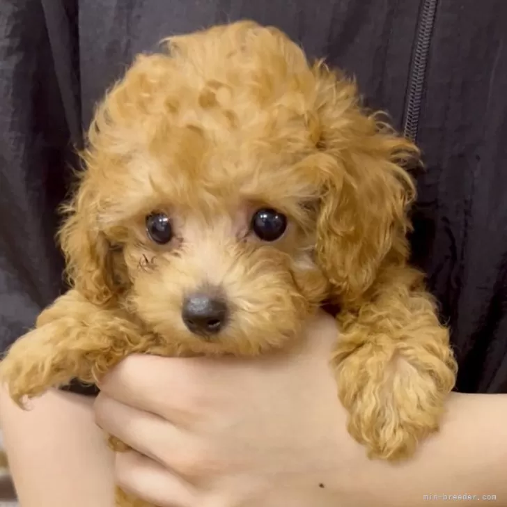 ID：2508-08850の子犬
