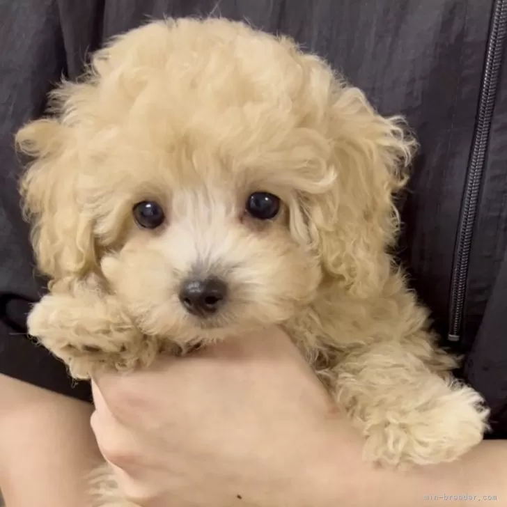 ID：2509-04347の子犬