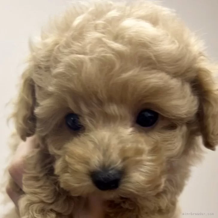 M.Y 様のお迎えした子犬