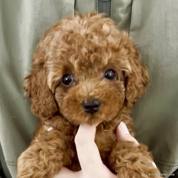 ID：2508-02719の子犬