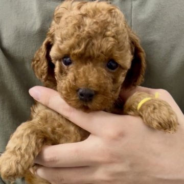 タイニープードル【福岡県・女の子・2025年7月1日・レッド】の写真「これからどんどん可愛いくなります！」