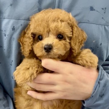 トイプードル(タイニー)【福岡県・男の子・2025年6月12日・レッド】の写真「小顔でイケメンの男の子です！」
