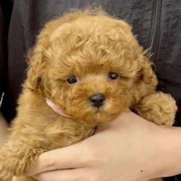 トイプードル(ティーカップ)【福岡県・男の子・2025年8月14日・レッド】の写真「小さな男の子です！どんどん可愛くなります！」
