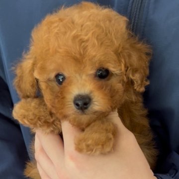 トイプードル(ティーカップ)【福岡県・女の子・2025年4月9日・レッド】の写真「小顔でとても美人です！魅力的な瞳です！」