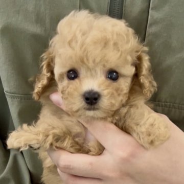 トイプードル(ティーカップ)