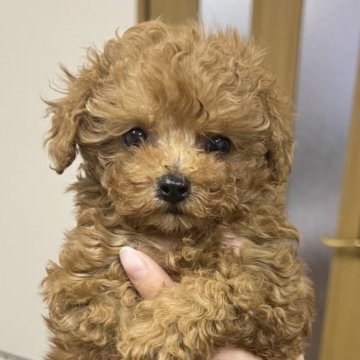 トイプードル(タイニー)【福岡県・女の子・2024年10月27日・レッド】の写真「小さいけどとても活発な女の子です！」