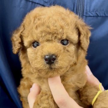 トイプードル(タイニー)【福岡県・男の子・2025年4月19日・レッド】の写真「これからどんどん可愛いくなります！」