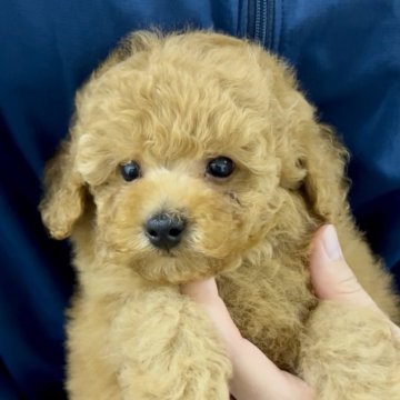 タイニープードル【福岡県・男の子・2025年4月12日・レッド】の写真「これからどんどん可愛いくなります！」