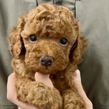 タイニープードル【福岡県・男の子・2025年7月1日・レッド】の写真「これからどんどん可愛いくなります！」