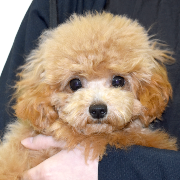 トイプードル(ティーカップ)【福岡県・女の子・2025年4月9日・レッド】の写真「小さなお顔と澄んだ瞳がチャームポイント💖」