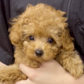 トイプードル(ティーカップ)【福岡県・男の子・2025年7月21日・レッド】の写真「両親のいいとこどり！とても可愛い男の子です！」