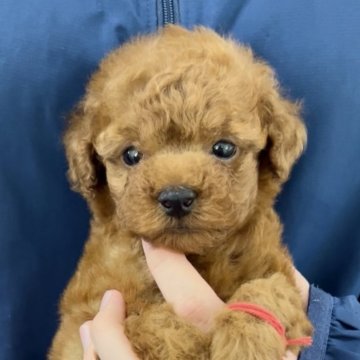 タイニープードル【福岡県・男の子・2025年4月19日・レッド】の写真「これからどんどん可愛いくなります！」