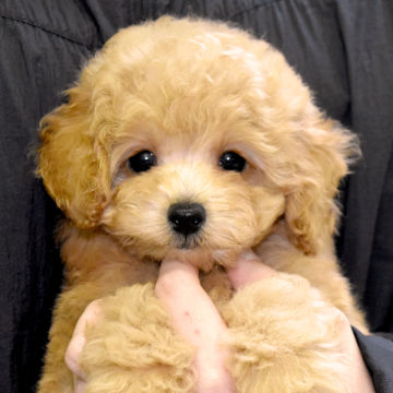 トイプードル(タイニー)【福岡県・男の子・2025年8月30日・アプリコット】の写真「まんまるのお顔にクリクリのおめめが印象的💕」