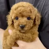 ティーカッププードル