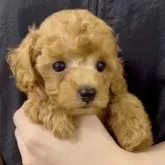ティーカッププードル