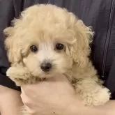 タイニープードル