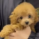 ティーカッププードル