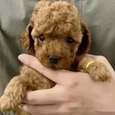 タイニープードル