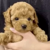 ティーカッププードル