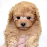 ティーカッププードル