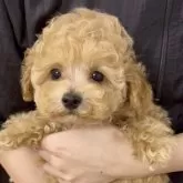 タイニープードル