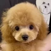 ティーカッププードル
