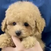 ティーカッププードル