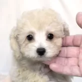 タイニープードル