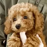 タイニープードル