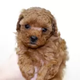 タイニープードル【福岡県・女の子・2025年10月9日・レッド】の写真4