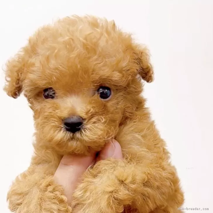 ID:2410-00418の子犬