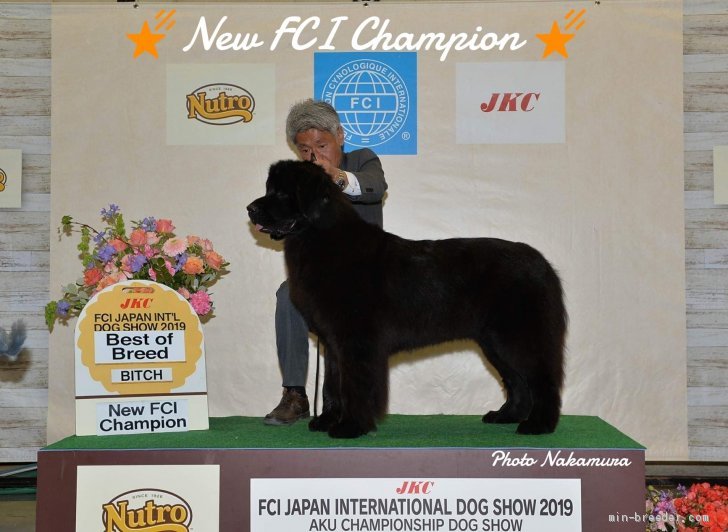 日名敏子様繁殖犬   奏音