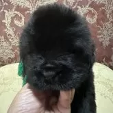 ニューファンドランド【福岡県・男の子・2025年8月22日・ブラック】の写真10