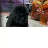 ニューファンドランド【福岡県・男の子・2025年8月22日・ブラック】の写真14