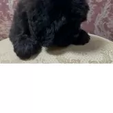 ニューファンドランド【福岡県・男の子・2025年8月22日・ブラック】の写真15