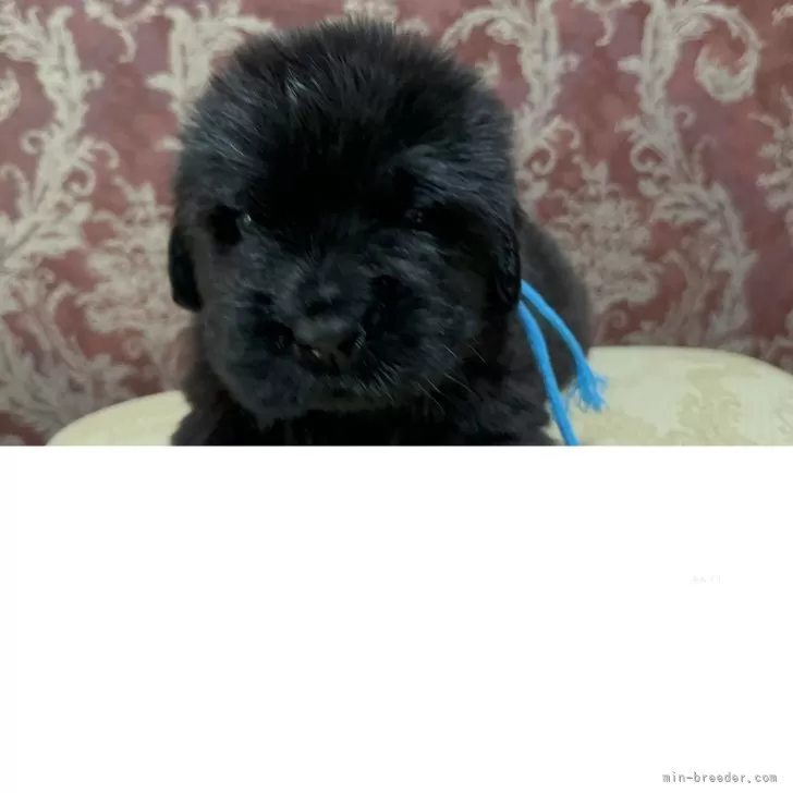 ID：2509-04677の子犬