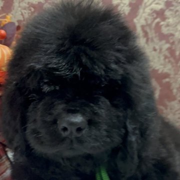 ニューファンドランド【福岡県・男の子・2025年8月22日・ブラック】の写真「漆黒のプリンス グリーンリボンくん」