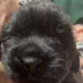 ニューファンドランド
