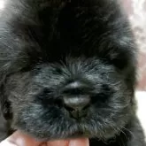 ニューファンドランド