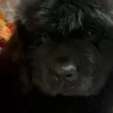 ニューファンドランド