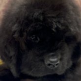 ニューファンドランド