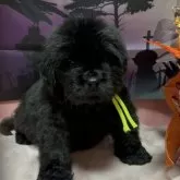 ニューファンドランド