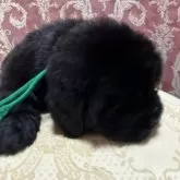 ニューファンドランド【福岡県・男の子・2025年8月22日・ブラック】の写真6