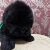 ニューファンドランド【福岡県・男の子・2025年8月22日・ブラック】の写真7