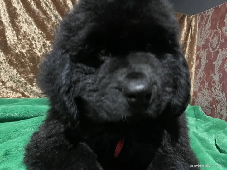 ID:2106-01354の子犬