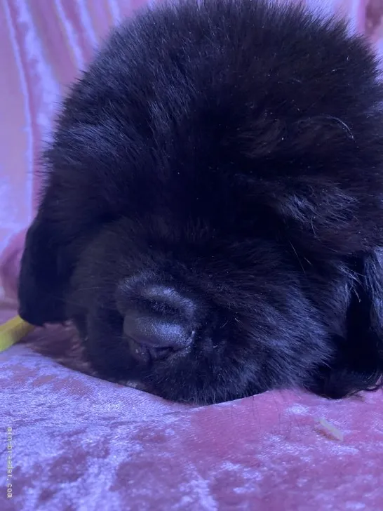 ID：1909-00753の子犬