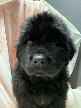 ニューファンドランド【福岡県・男の子・2020年9月3日・ブラック】の写真「待望の漆黒の天使」