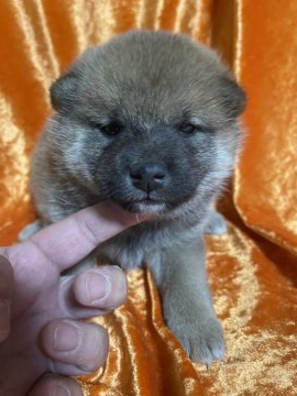 柴犬(標準サイズ)【福岡県・男の子・2021年4月29日・赤】の写真「可愛いお姫様」